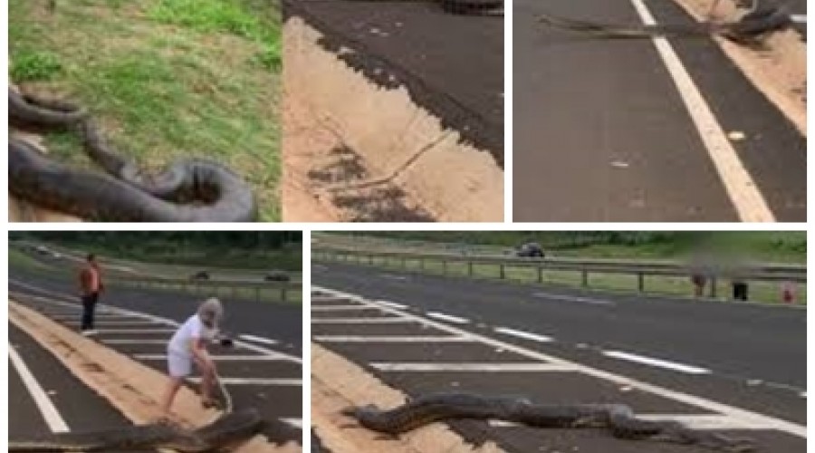 VÍDEO: sucuri com cerca de 5 metros é flagrada por moradores às margens de rodovia no interior de SP