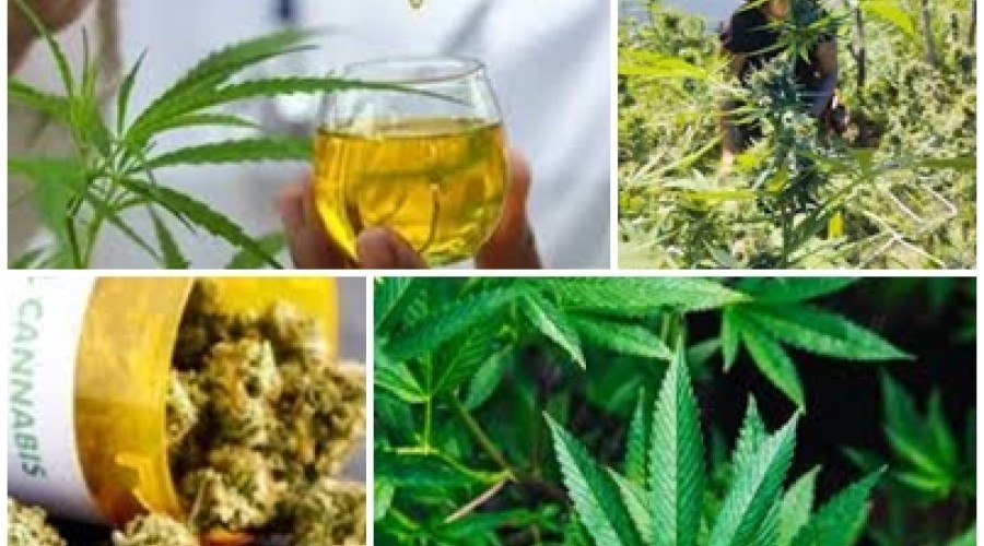 Justiça autoriza uso medicinal de flor de cannabis para associação na Paraíba