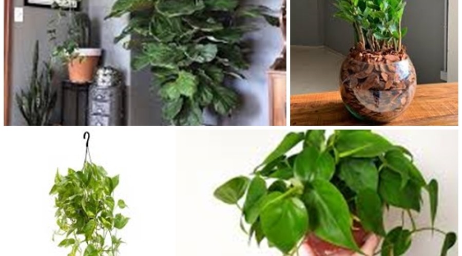 Dicas de casa: Plantas para a sala de estar um cantinho verde se tornou tão comum