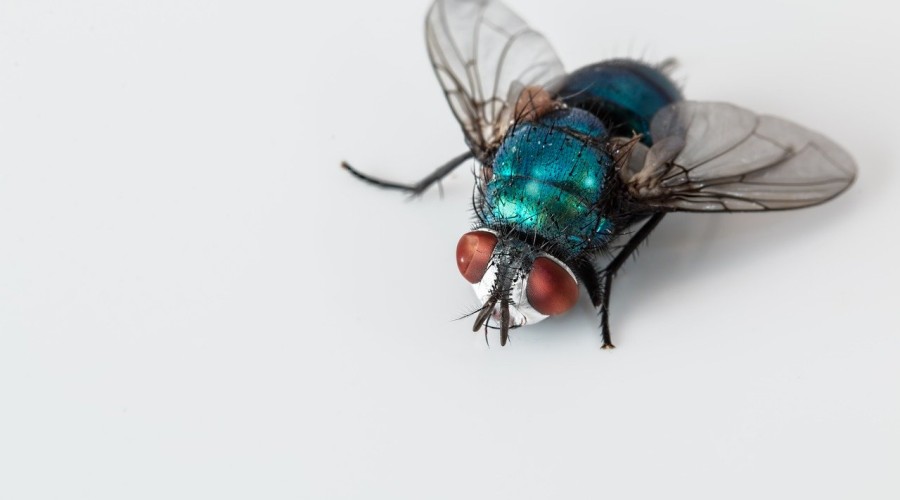 CUIDADO: As doenças que as moscas transmitem e que podem deixar você de cama