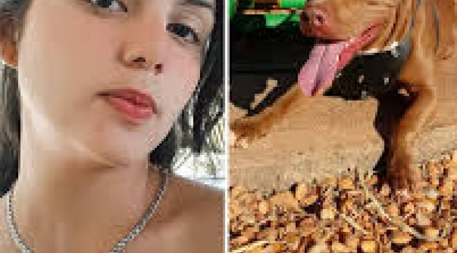 Cachorro leva polícia a corpo da tutora assassinada pelo ex-companheiro