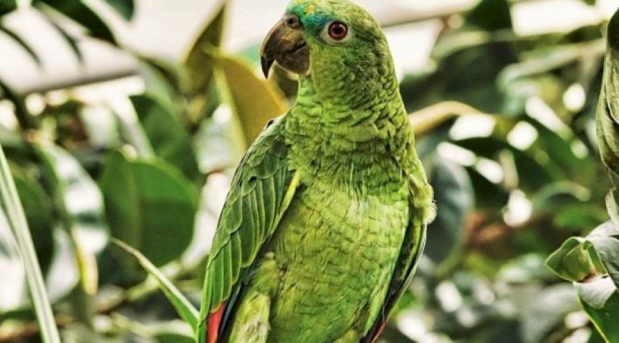 Papagaio quase faz dono ser preso por imitar voz feminina gritando: ‘Me deixe sair’