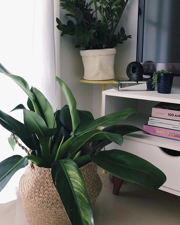 7 plantas para a sala de estar (Foto: Reprodução)