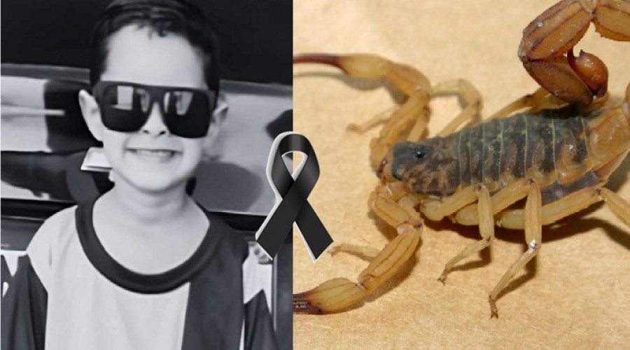 Menino de 5 anos morre após ser picado por escorpião escondido em sapato
