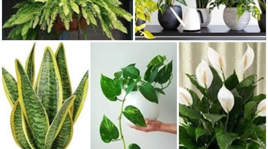 Dicas de Casa - 6 plantas que absorvem calor e RESFRIAM sua casa