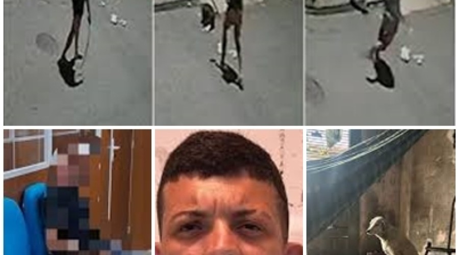 Após agredir cão com panela de pressão, homem é preso em São Luís