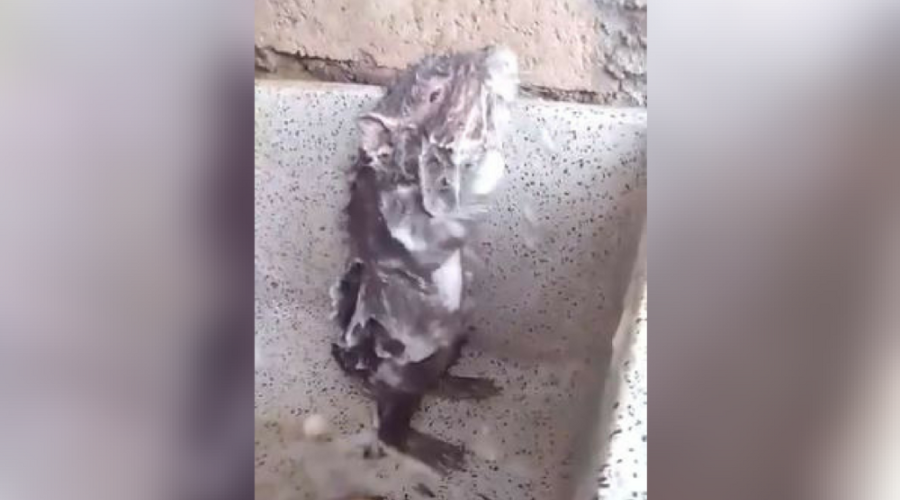 Assista Vídeo de ‘ratinho’ no banho faz sucesso, mas pode retratar sofrimento