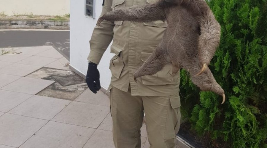 Caxias - Salobro: Bombeiros resgatam bicho-preguiça
