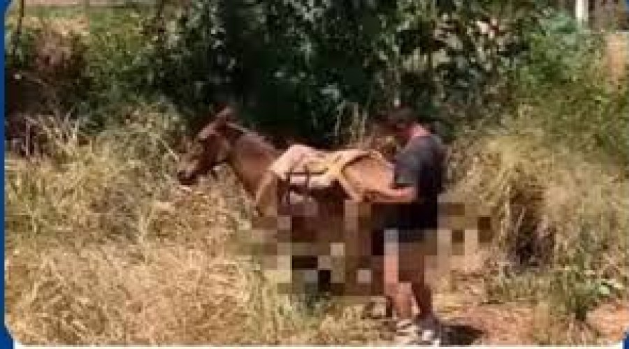 Homem embriagado é flagrado abusando de jumenta; “tarado” está envolvido com dividas, empréstimo e troca cartão de crédito por cachaça