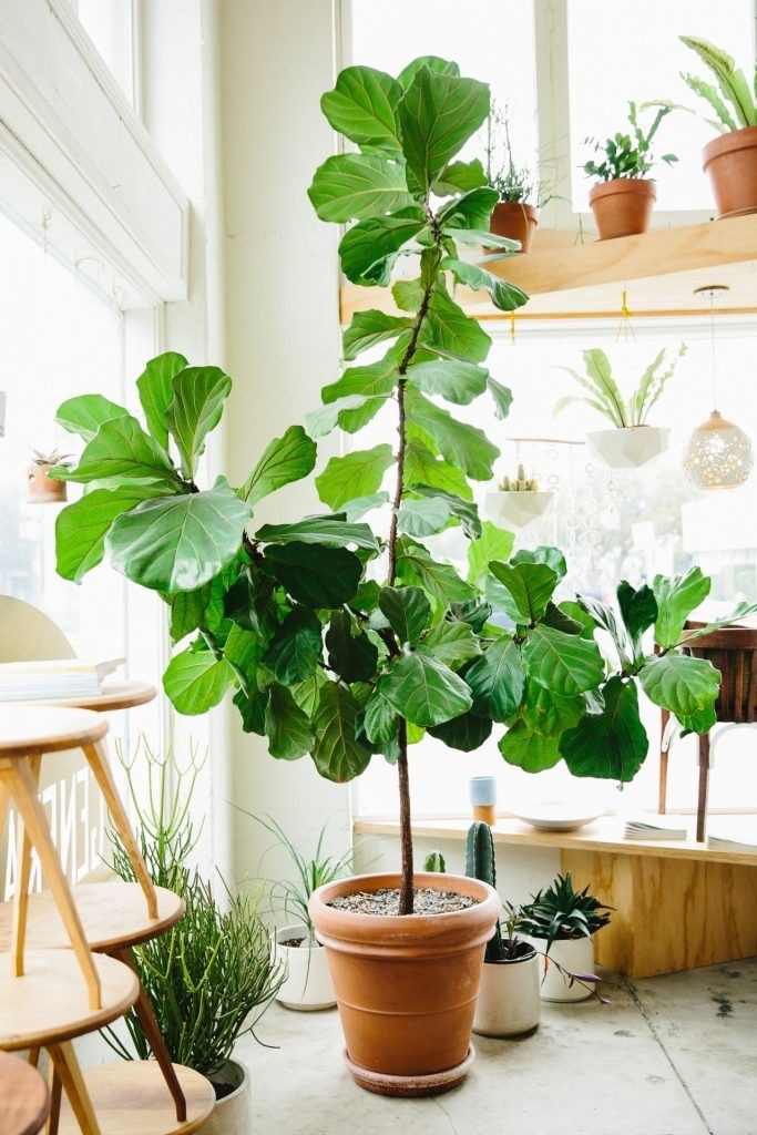 7 plantas para a sala de estar (Foto: Reprodução/ Pinterest)